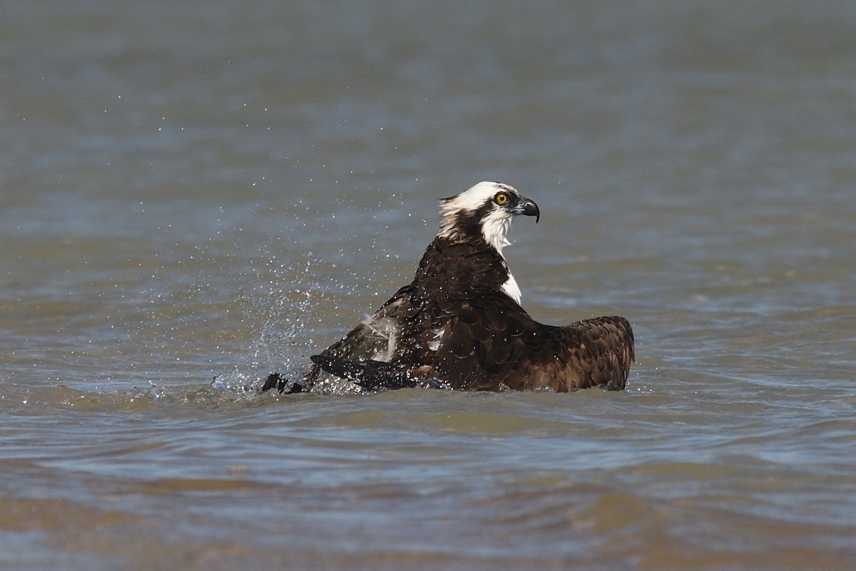 Balbuzard pêcheur - ML529086461