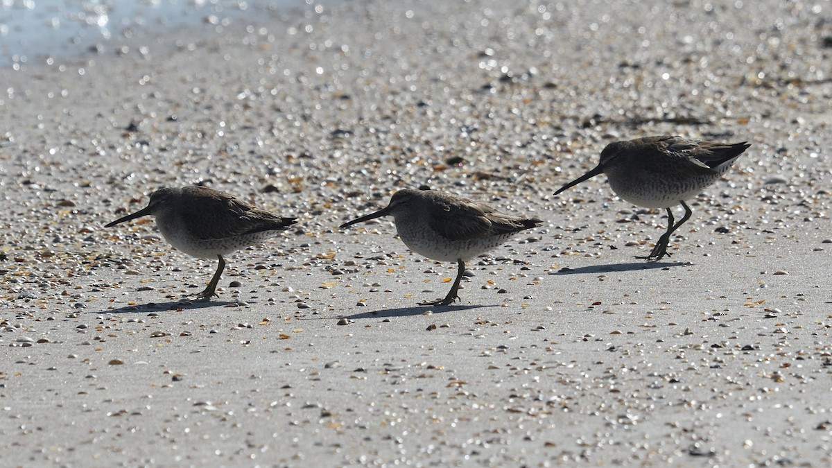 Short-billed Dowitcher - Shane Carroll