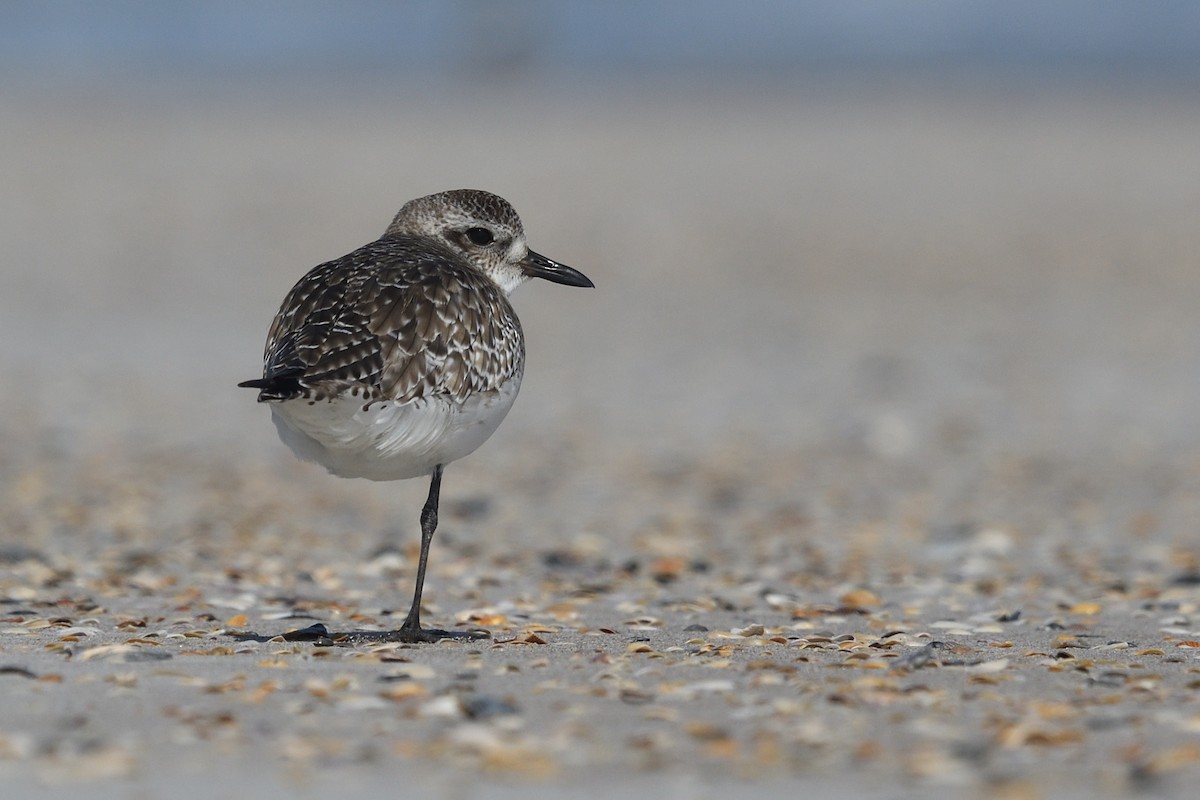 Black-bellied Plover - Shane Carroll