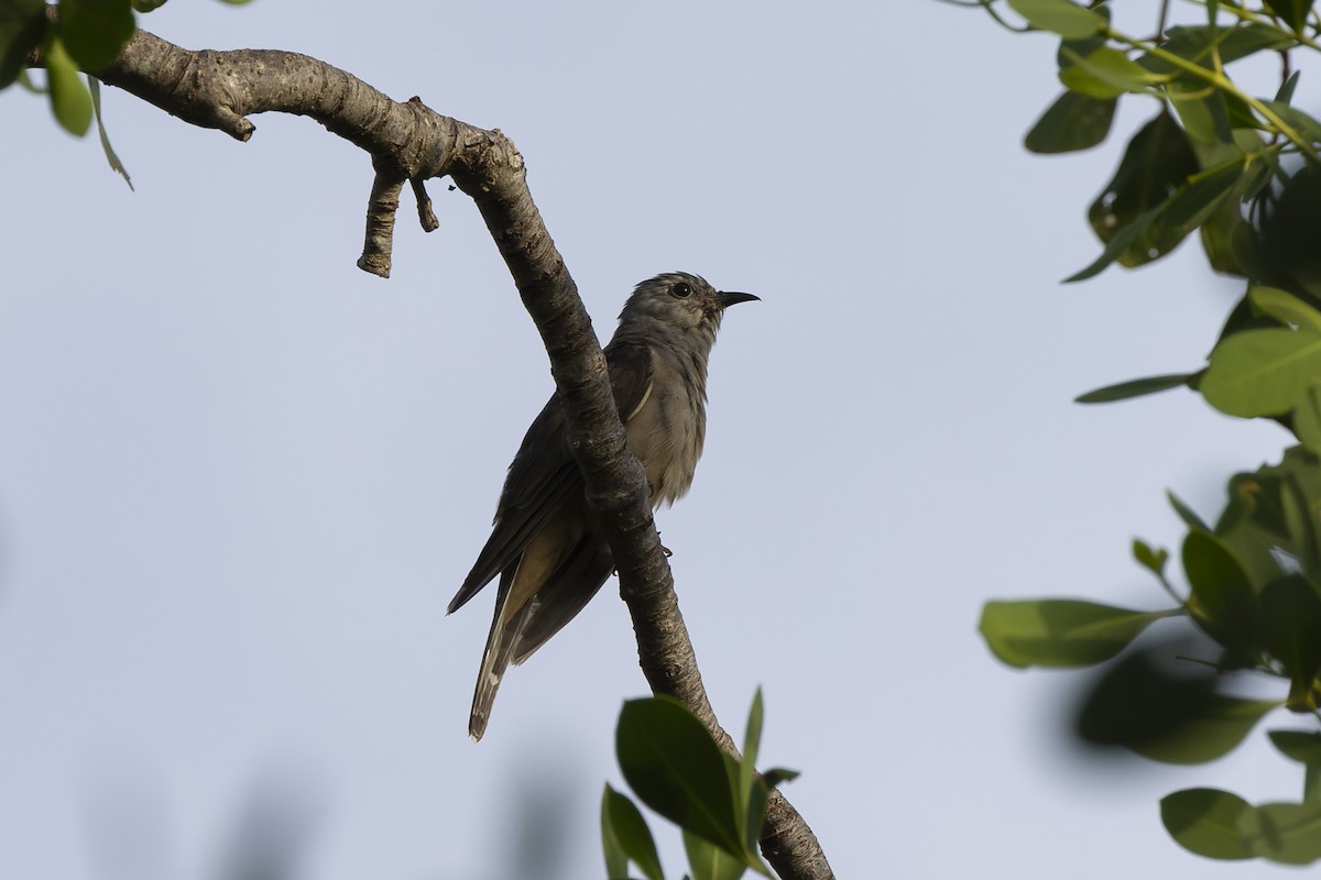 Brush Cuckoo - ML529087171