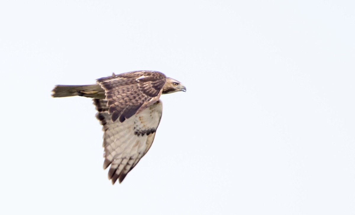 Red-tailed Hawk - ML529087311