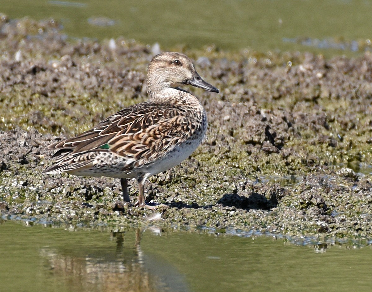 Green-winged Teal - ML529089641
