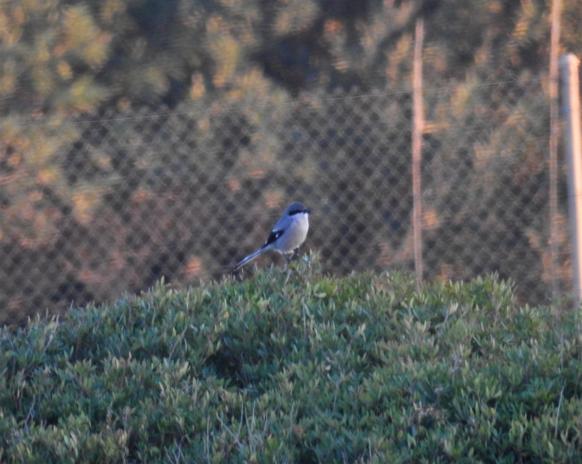 Iberian Gray Shrike - ML529089991