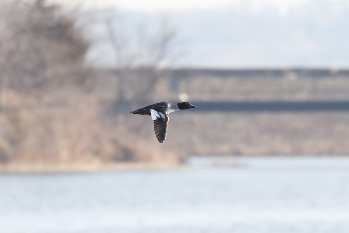 Common Goldeneye - ML529090291