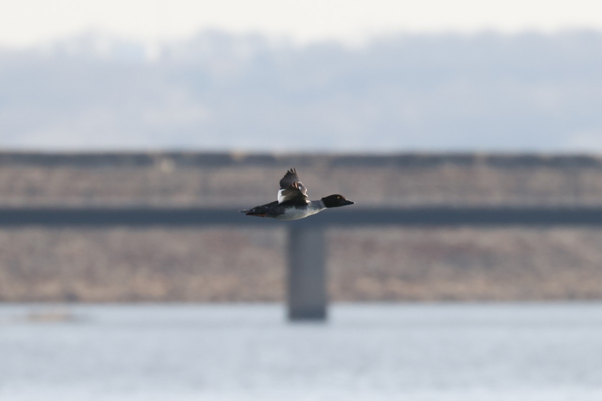 Common Goldeneye - JC Avena