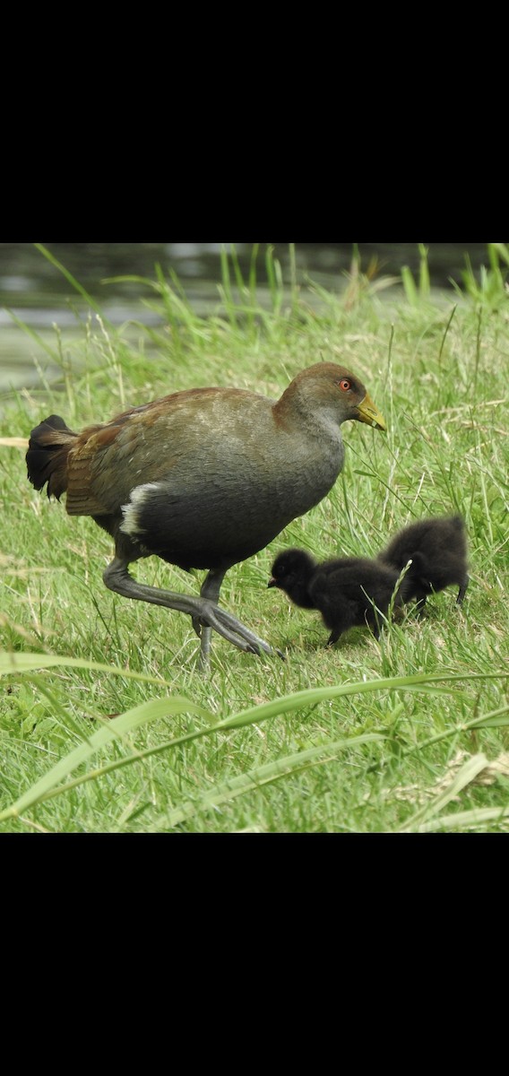 Tasmanian Nativehen - ML529090361