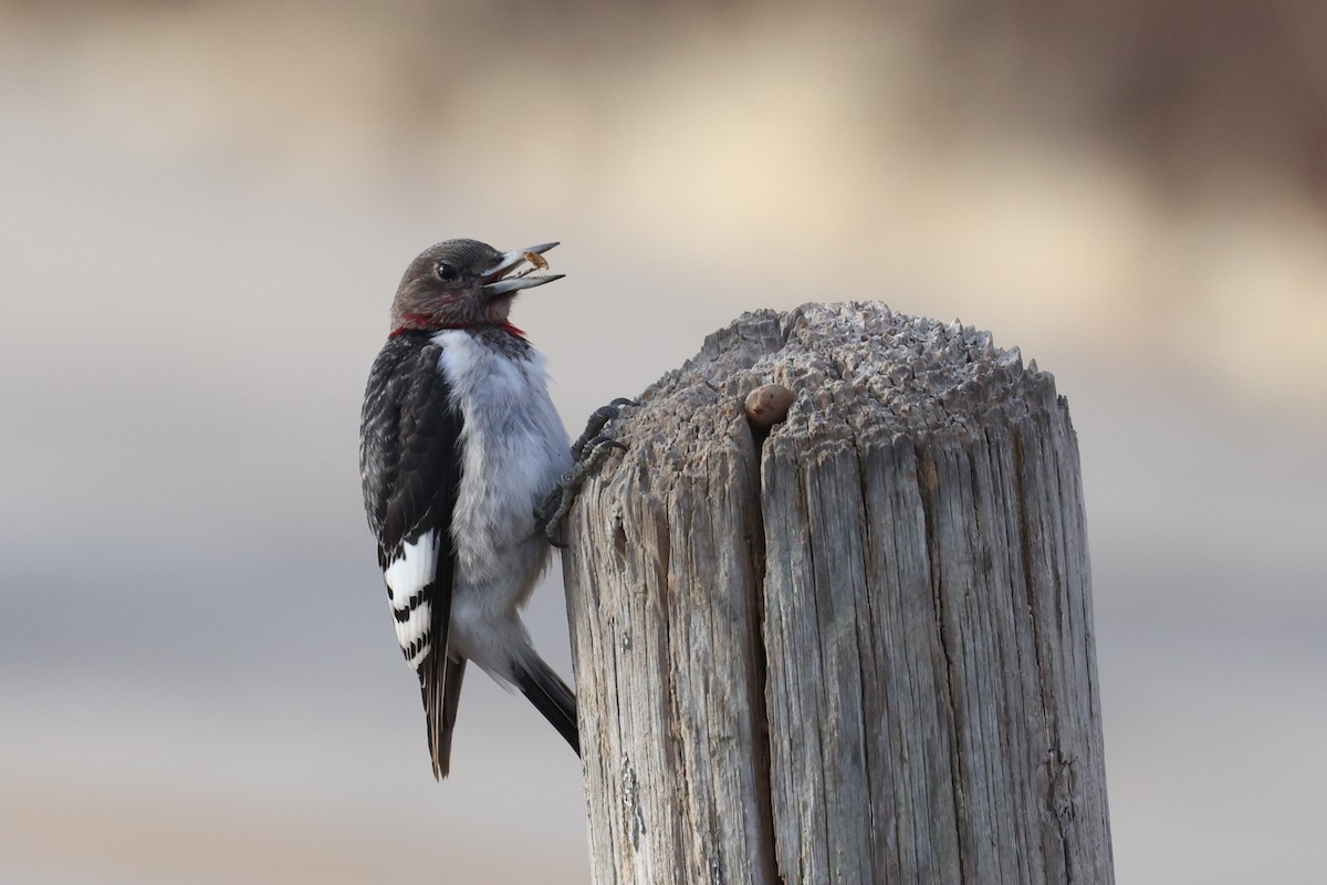 Red-headed Woodpecker - ML529090371