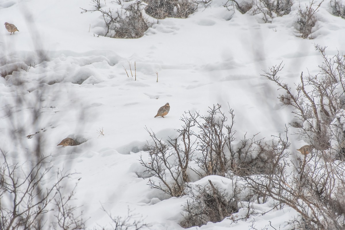 Chukar - ML529090611