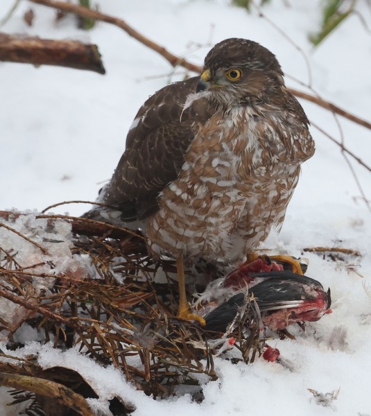 Sharp-shinned Hawk - ML529091651