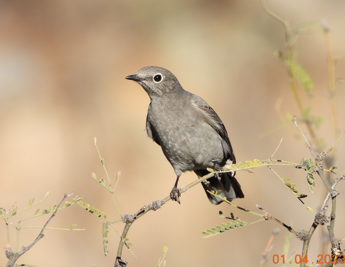 Townsend's Solitaire - ML529092511