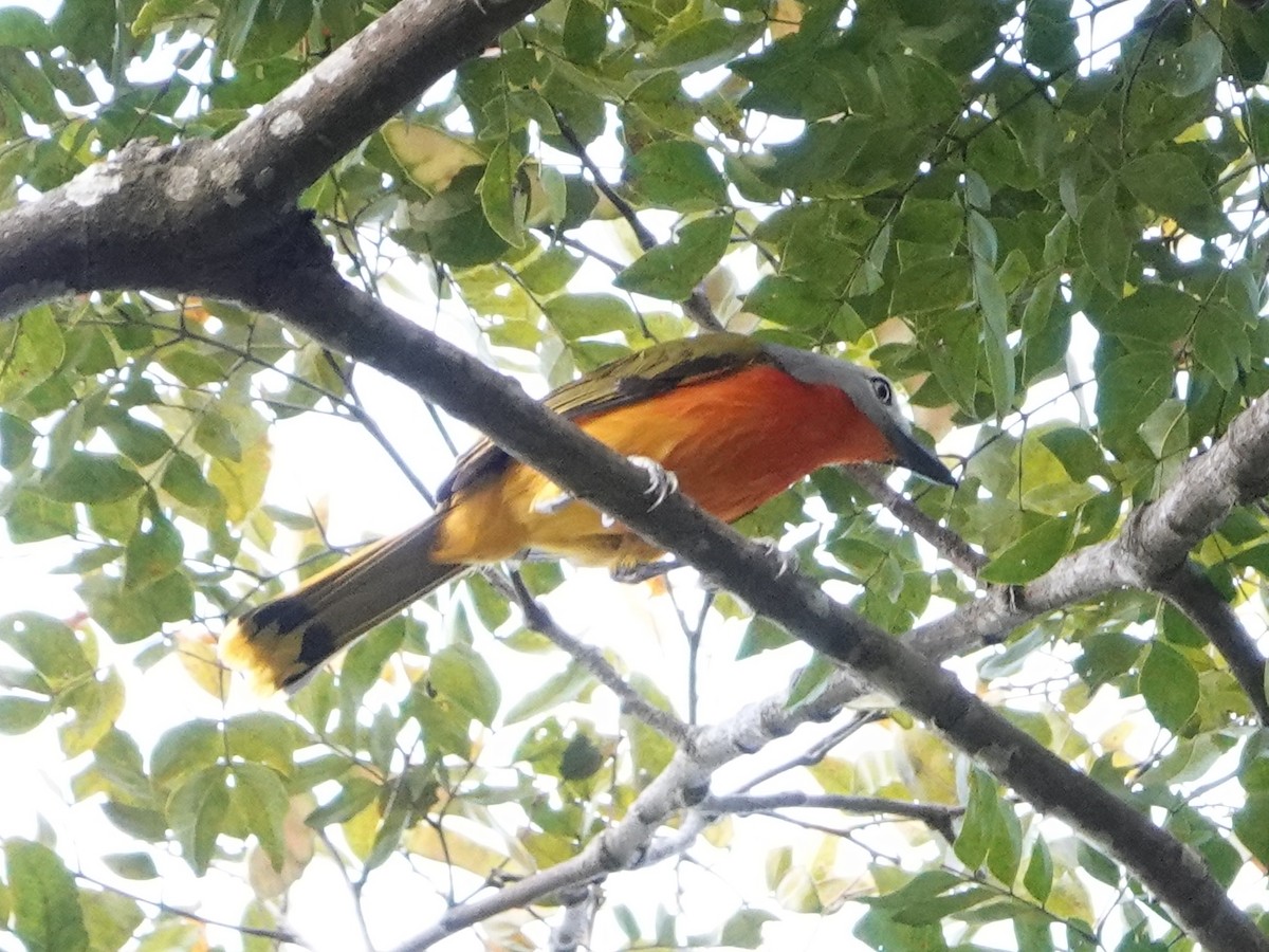 Fiery-breasted Bushshrike - ML529092581