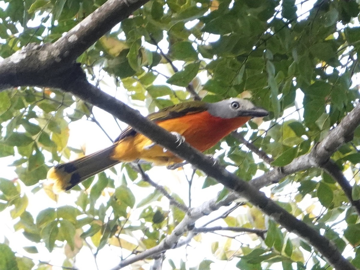 Fiery-breasted Bushshrike - ML529092591