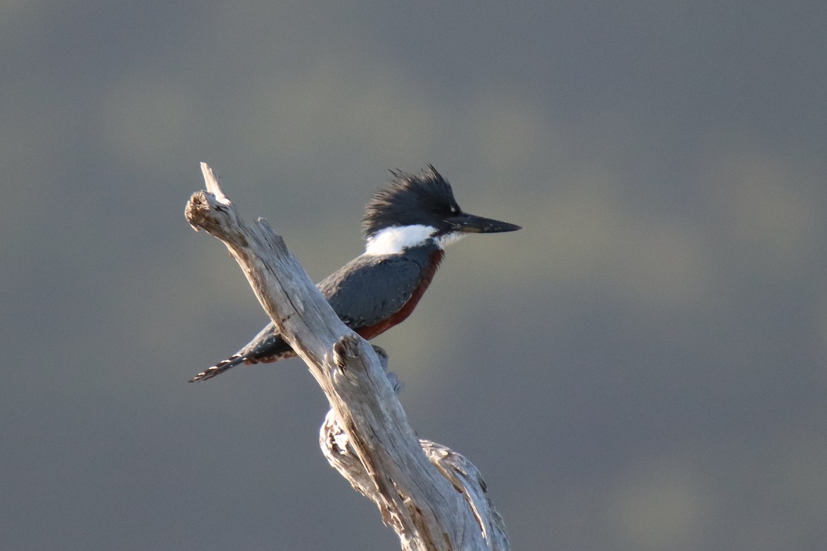 Ringed Kingfisher (Patagonian) - ML529093141