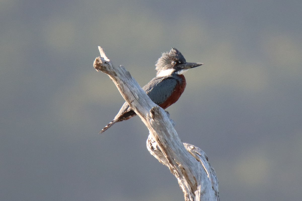 Ringed Kingfisher (Patagonian) - ML529093201