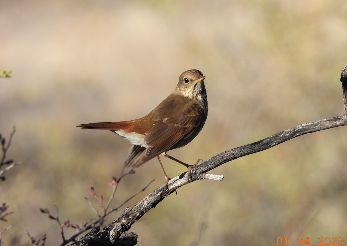 Hermit Thrush - ML529094001