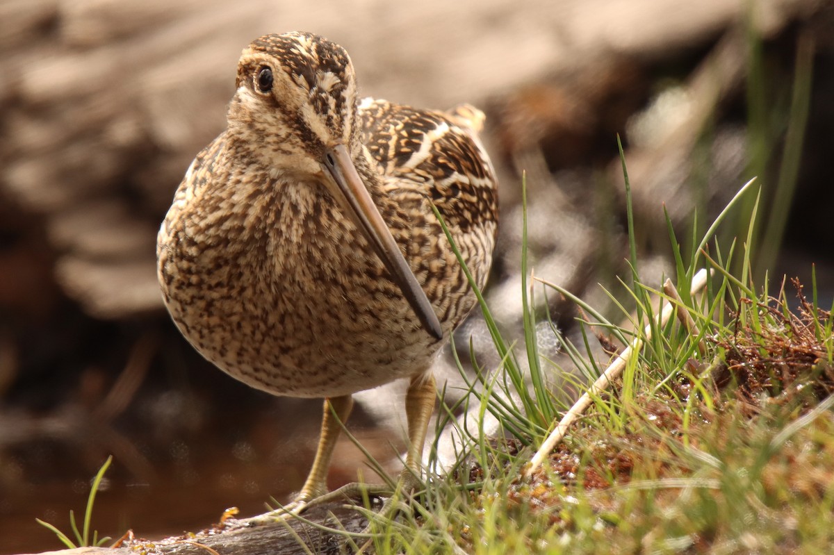 Magellanic Snipe - ML529094271