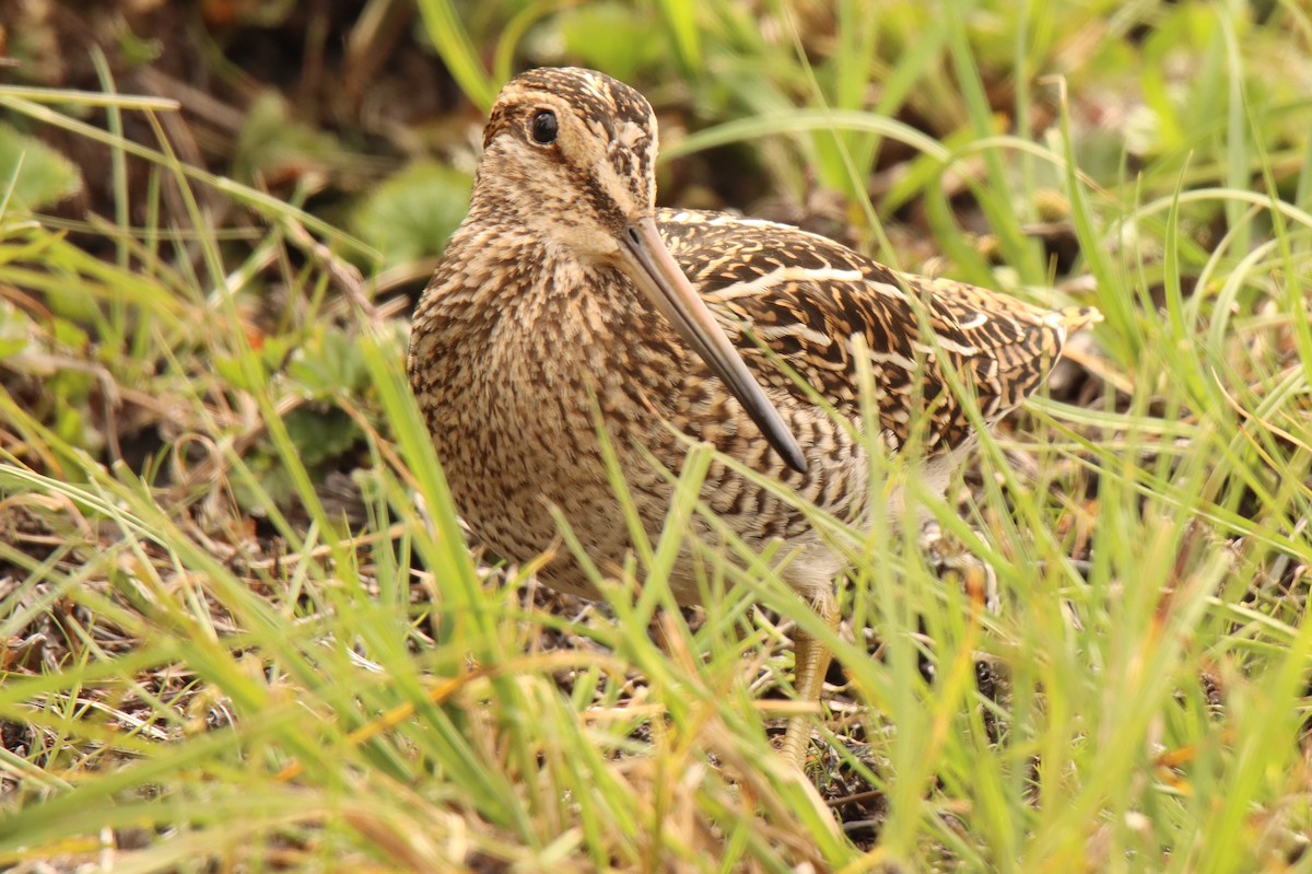 Magellanic Snipe - ML529094331