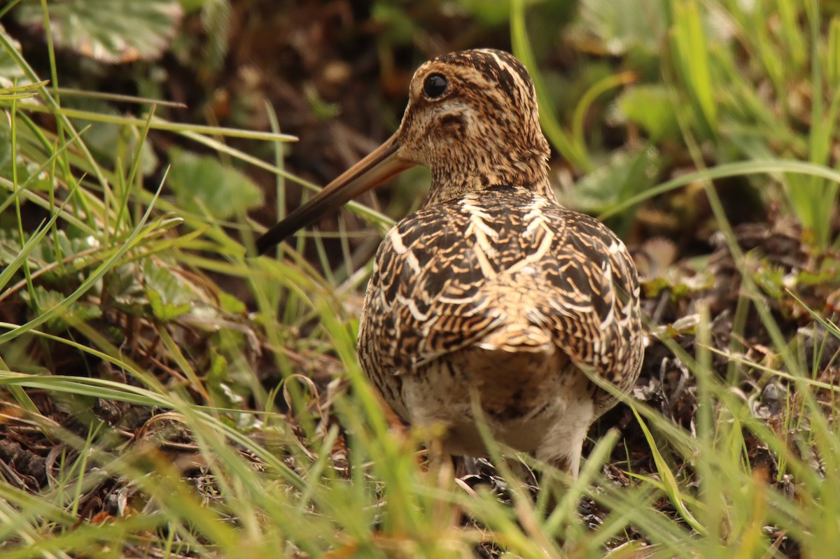 Magellanic Snipe - ML529094381