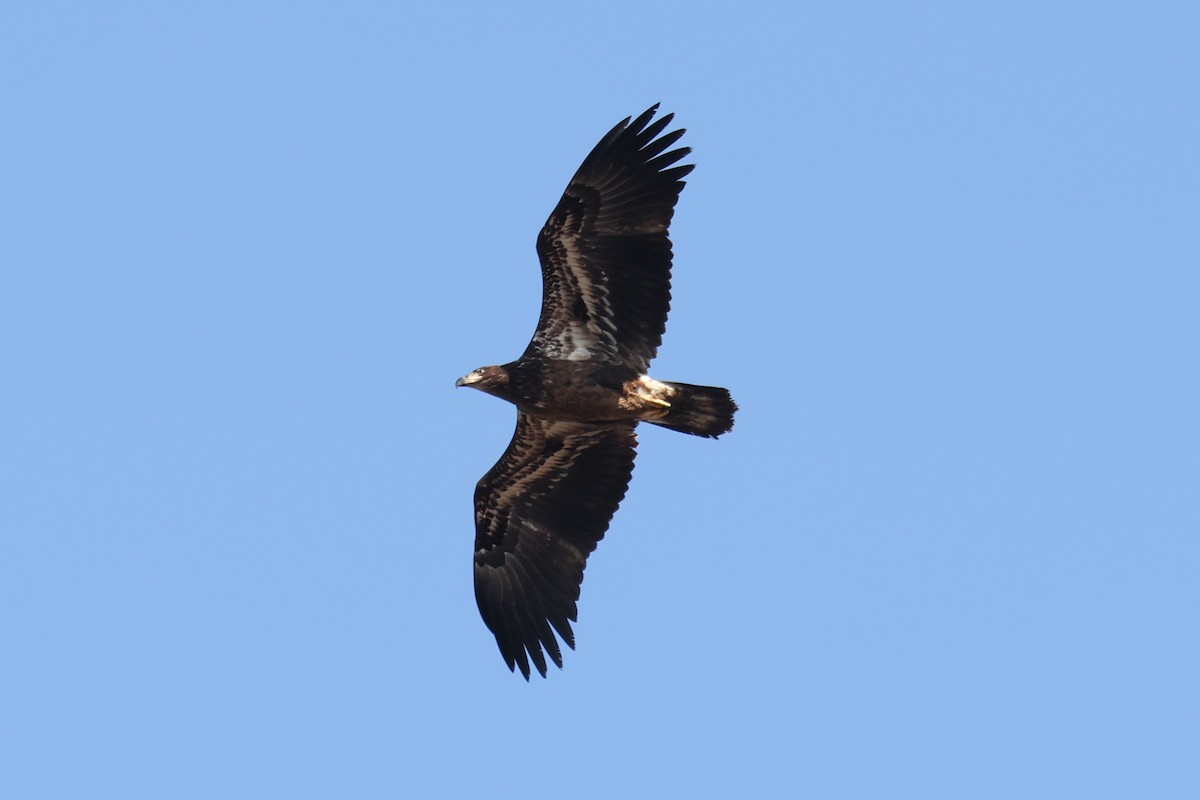 Bald Eagle - ML529094631