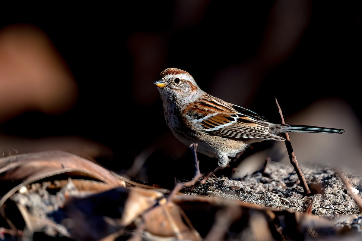 American Tree Sparrow - ML529096041