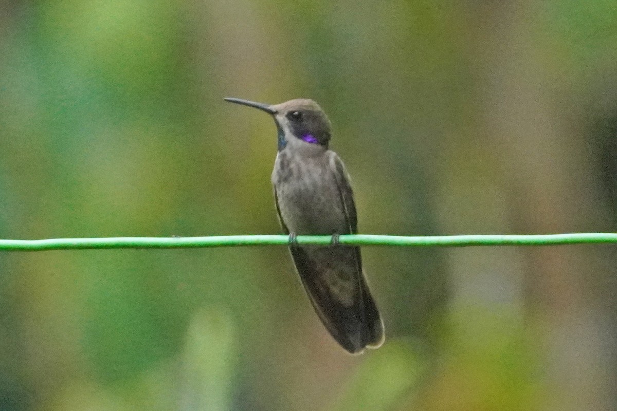 Brown Violetear - ML529096151