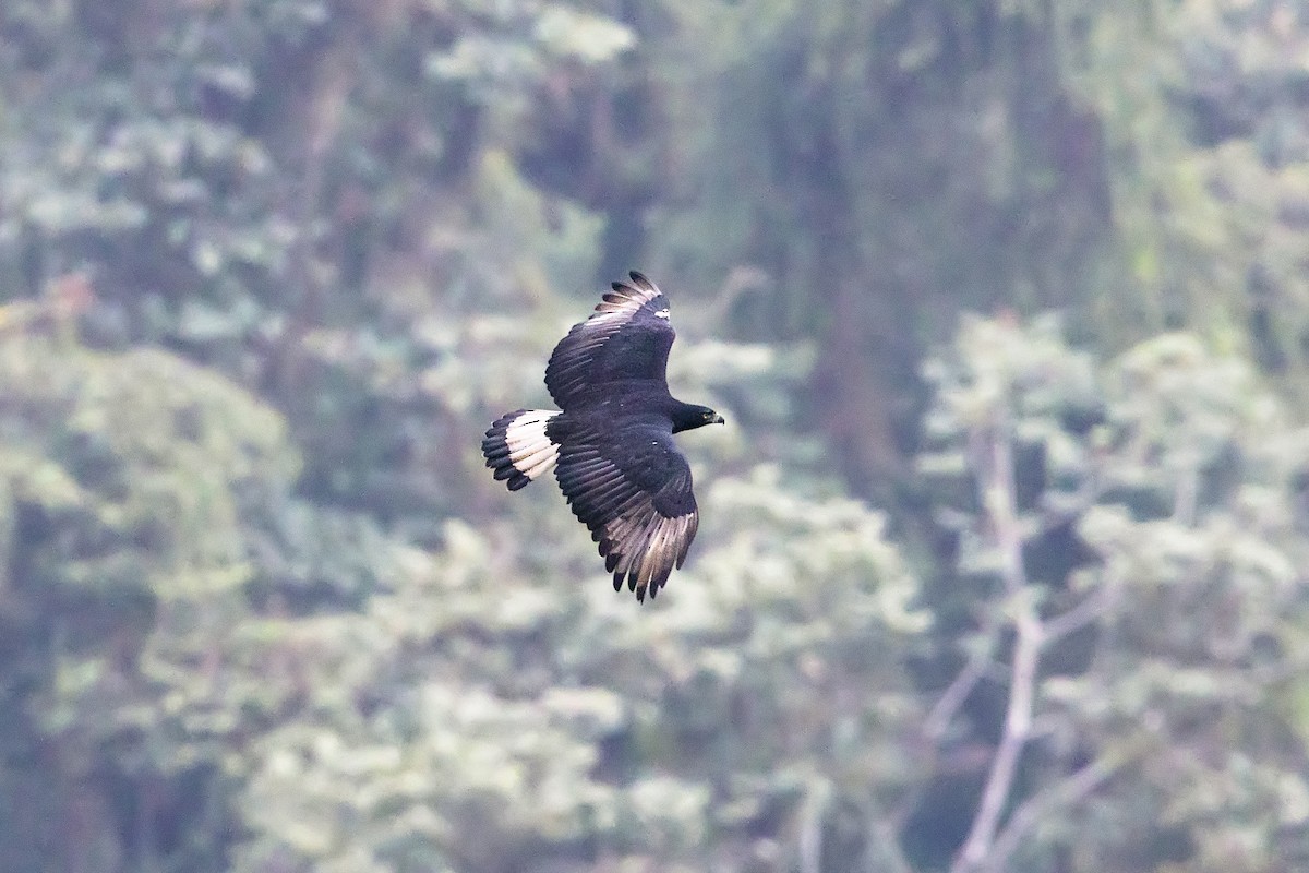 Black-and-chestnut Eagle - ML529096401