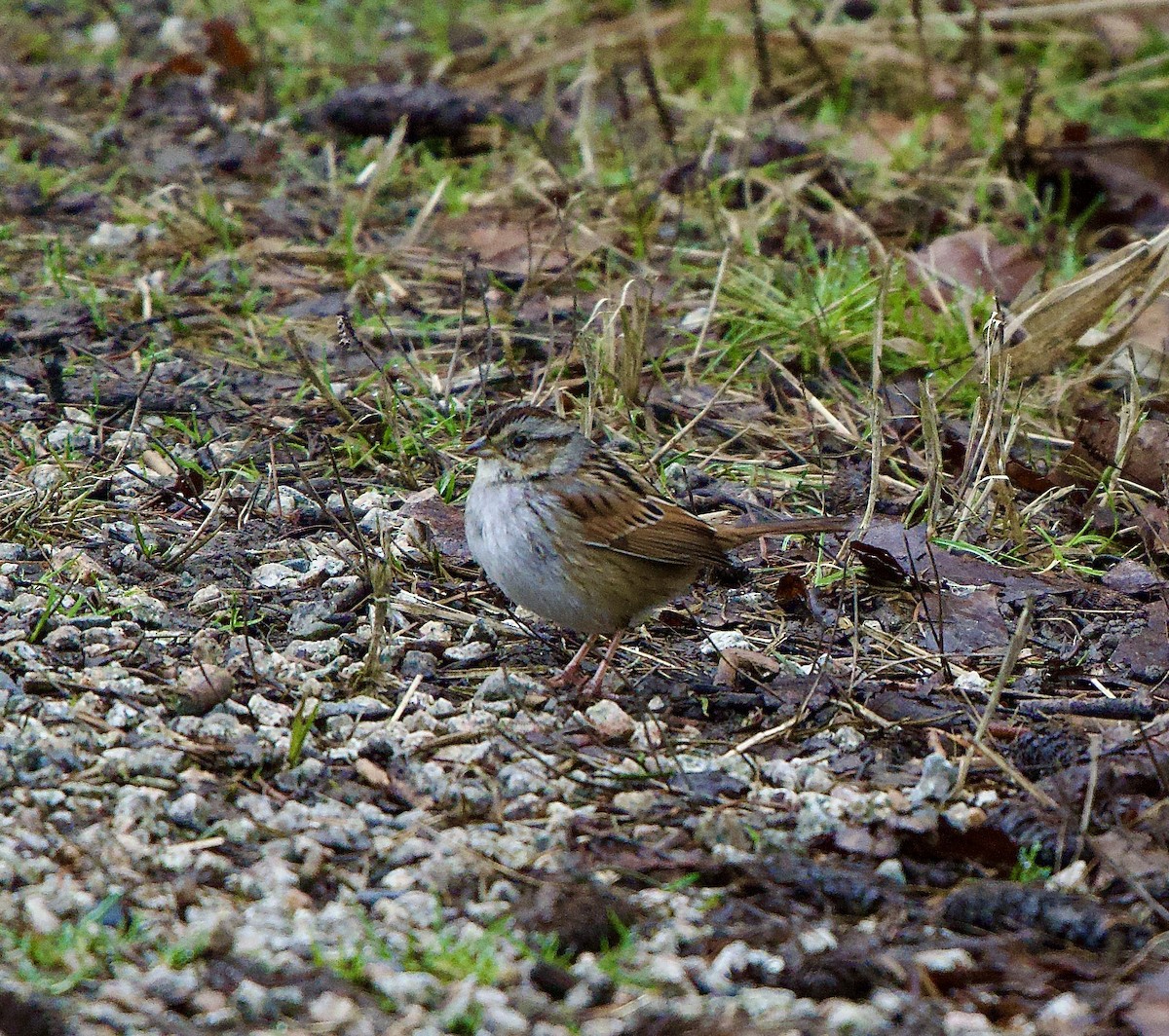 Swamp Sparrow - ML529096711