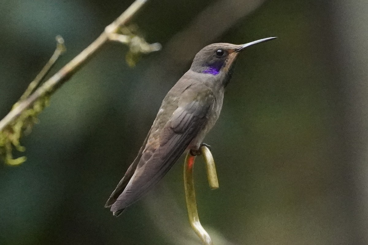 Brown Violetear - ML529096781