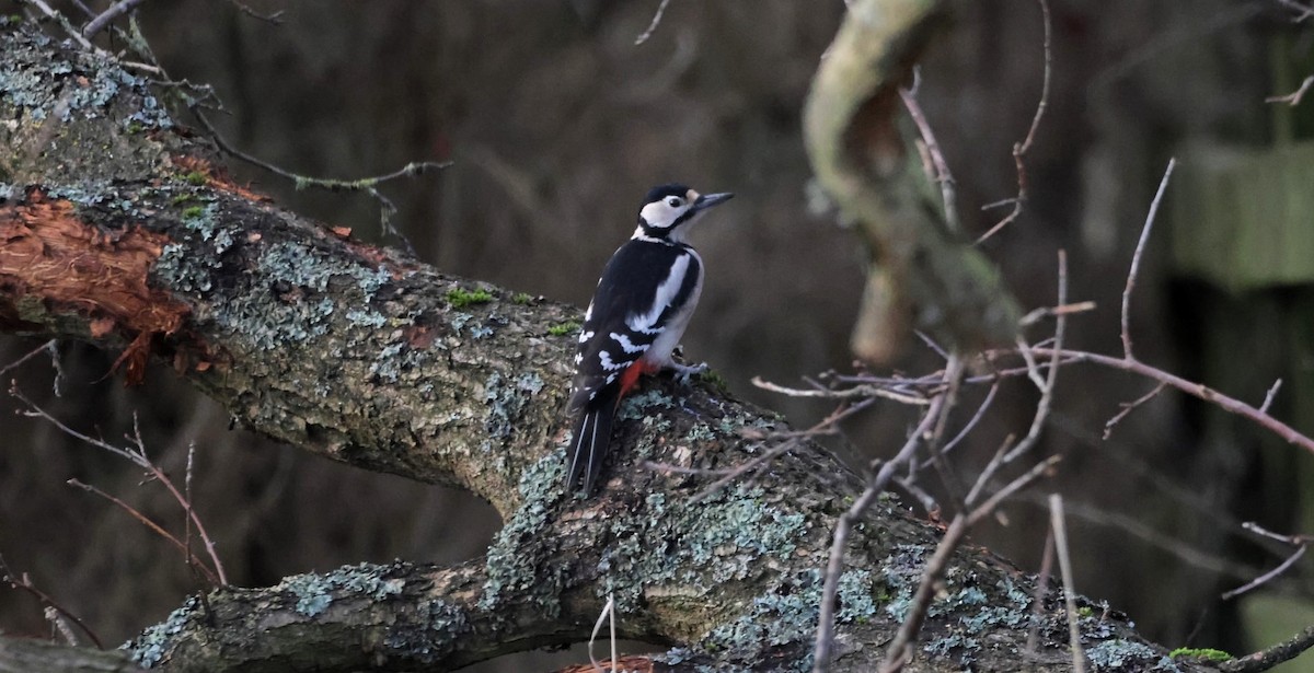 Great Spotted Woodpecker - ML529097321