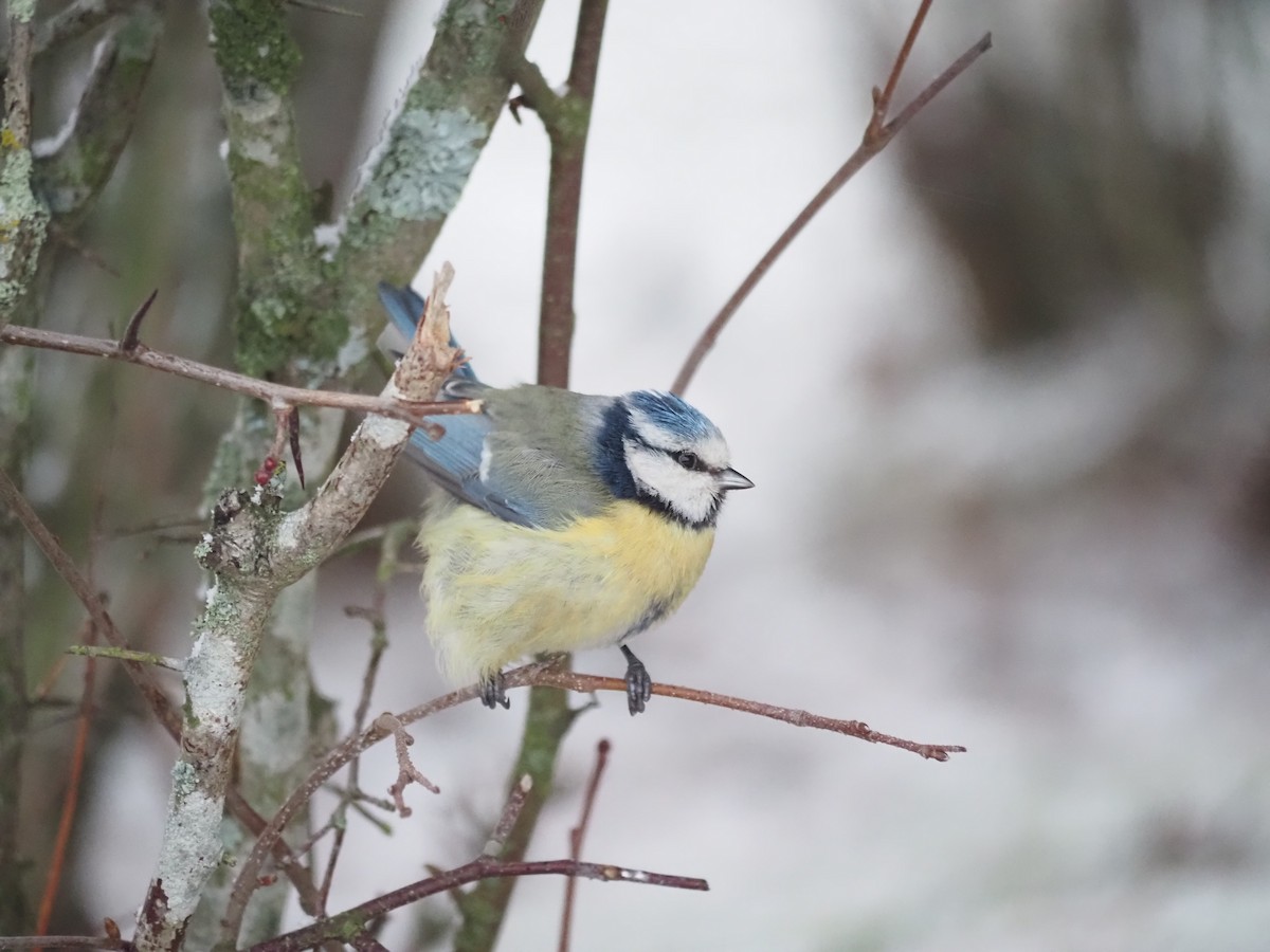 Eurasian Blue Tit - Marianne KVE