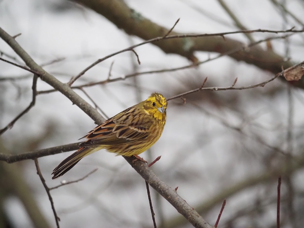 Yellowhammer - Marianne KVE