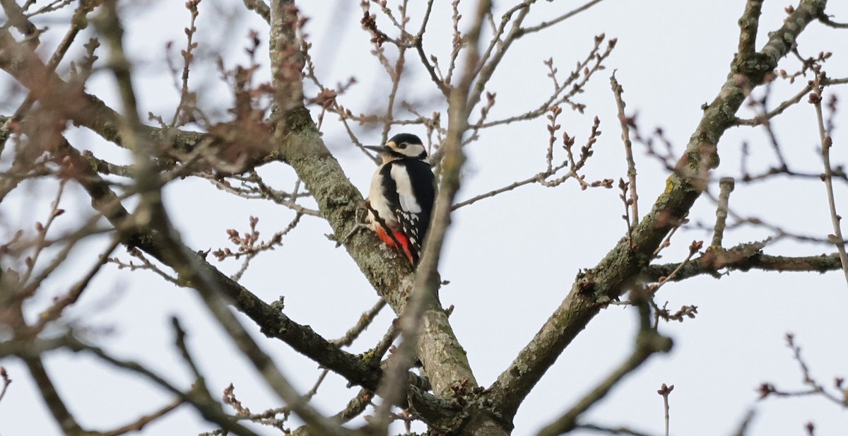 Great Spotted Woodpecker - ML529099121
