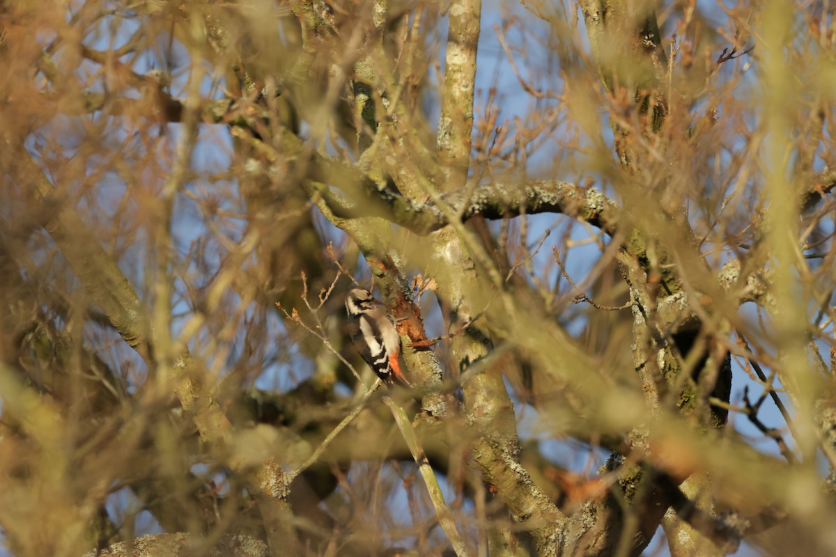Great Spotted Woodpecker - ML529099131