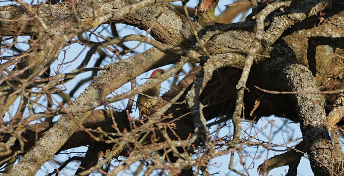 Eurasian Green Woodpecker - ML529099311