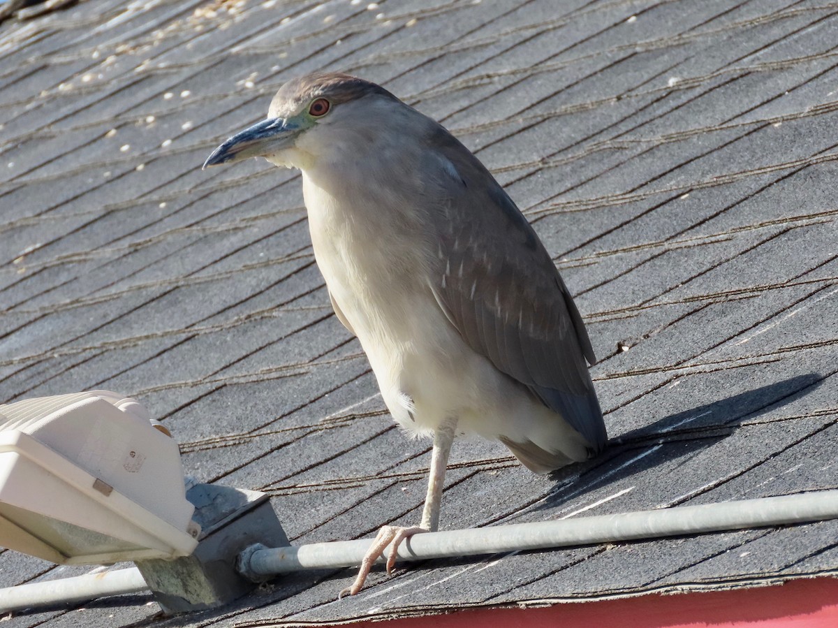 Black-crowned Night Heron - ML529099871