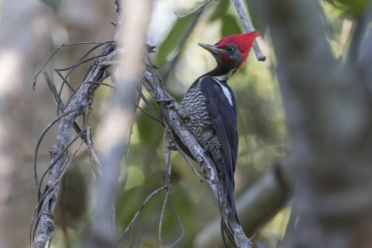Lineated Woodpecker - Zak Pohlen