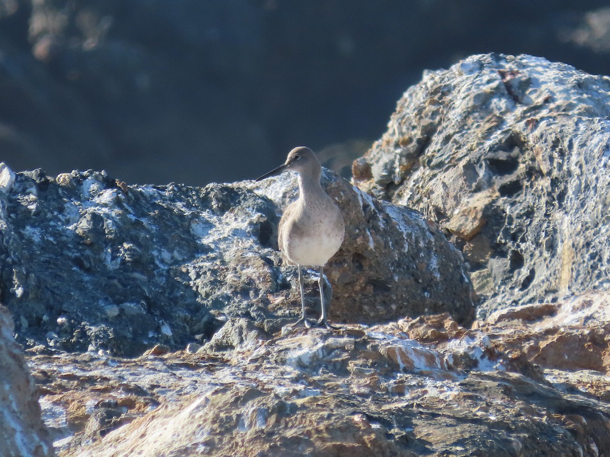 Willet - ML529102771