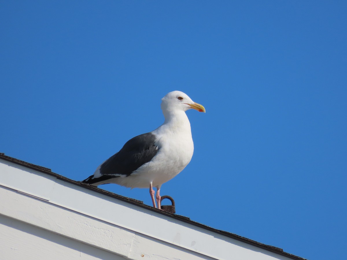 Western Gull - ML529102941