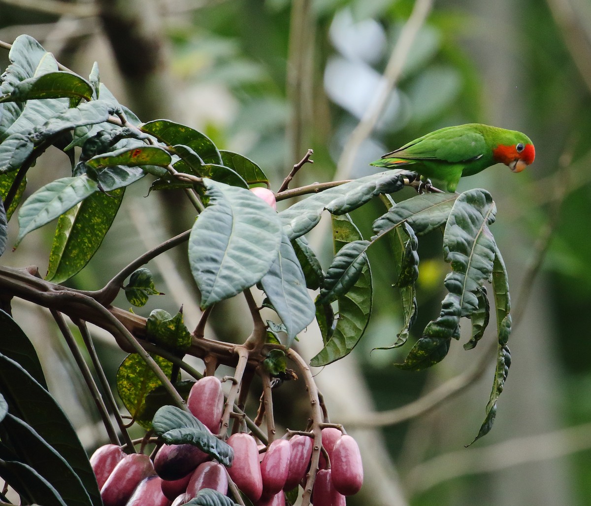 Red-headed Lovebird - Frank Weihe