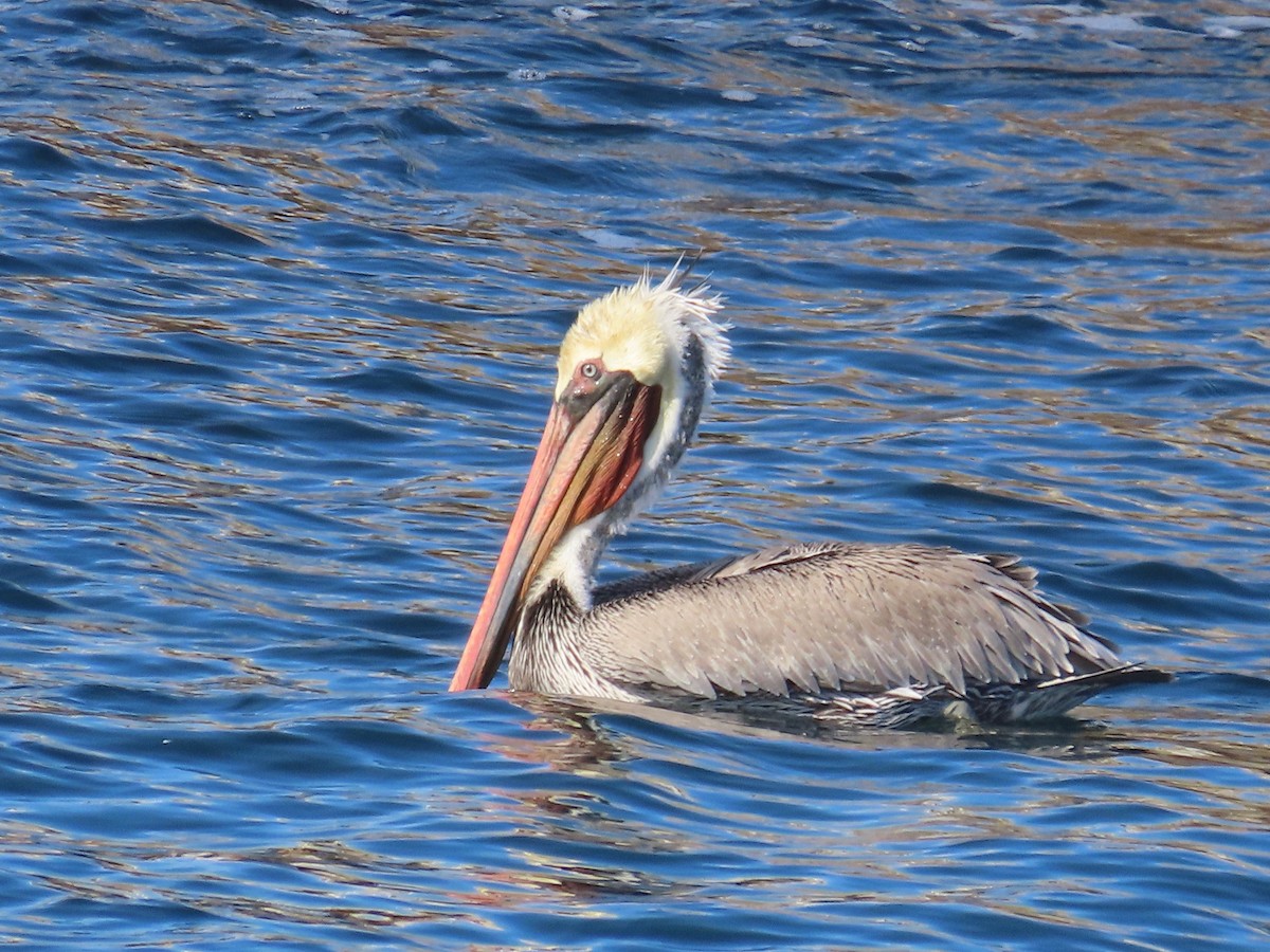 Brown Pelican - ML529103891