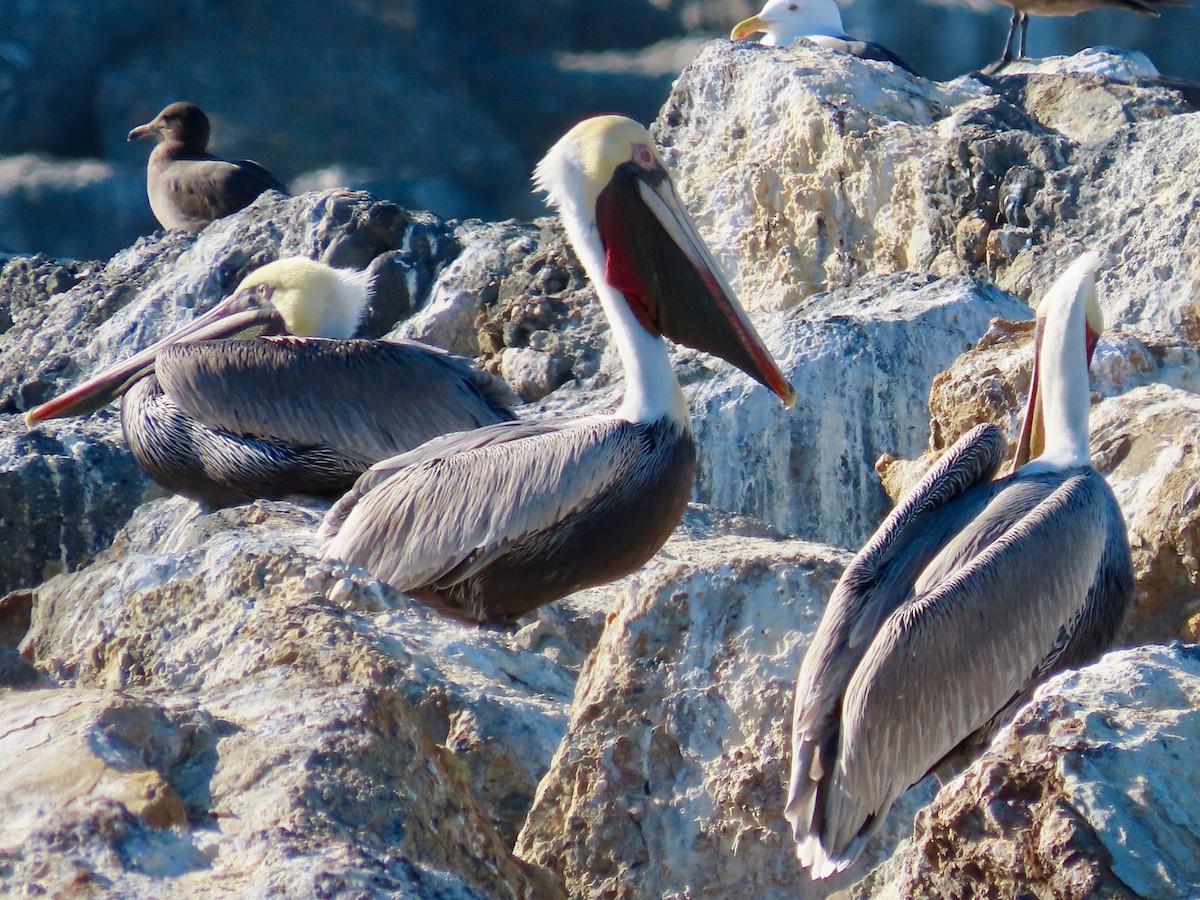 Brown Pelican - ML529103921