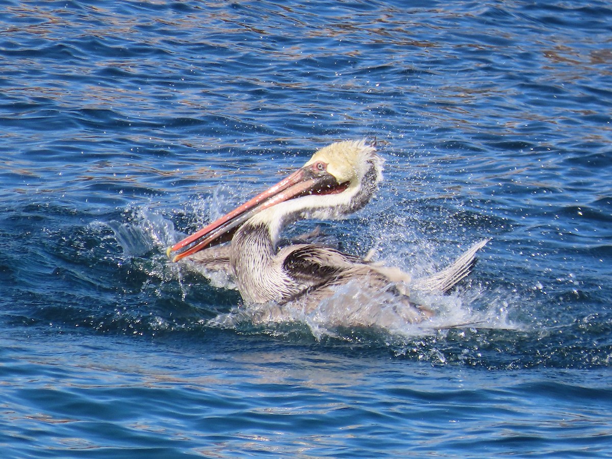 Brown Pelican - ML529104021