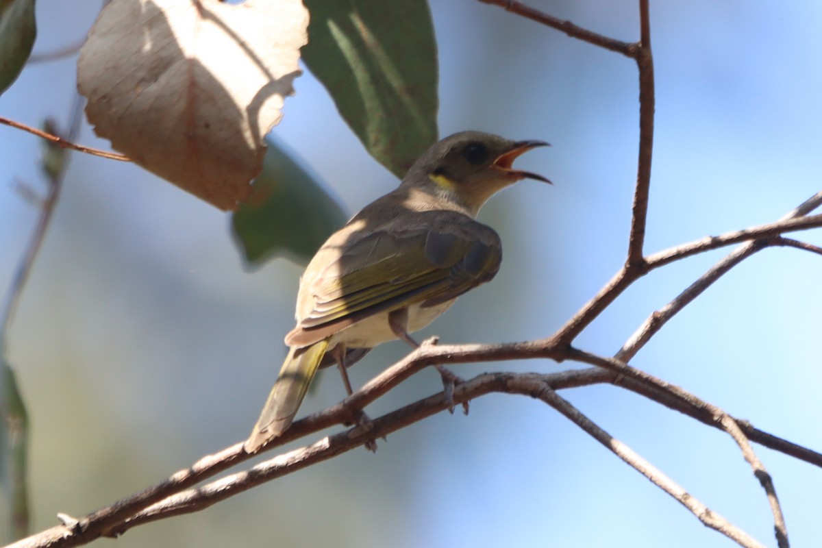 Fuscous Honeyeater - ML529104611