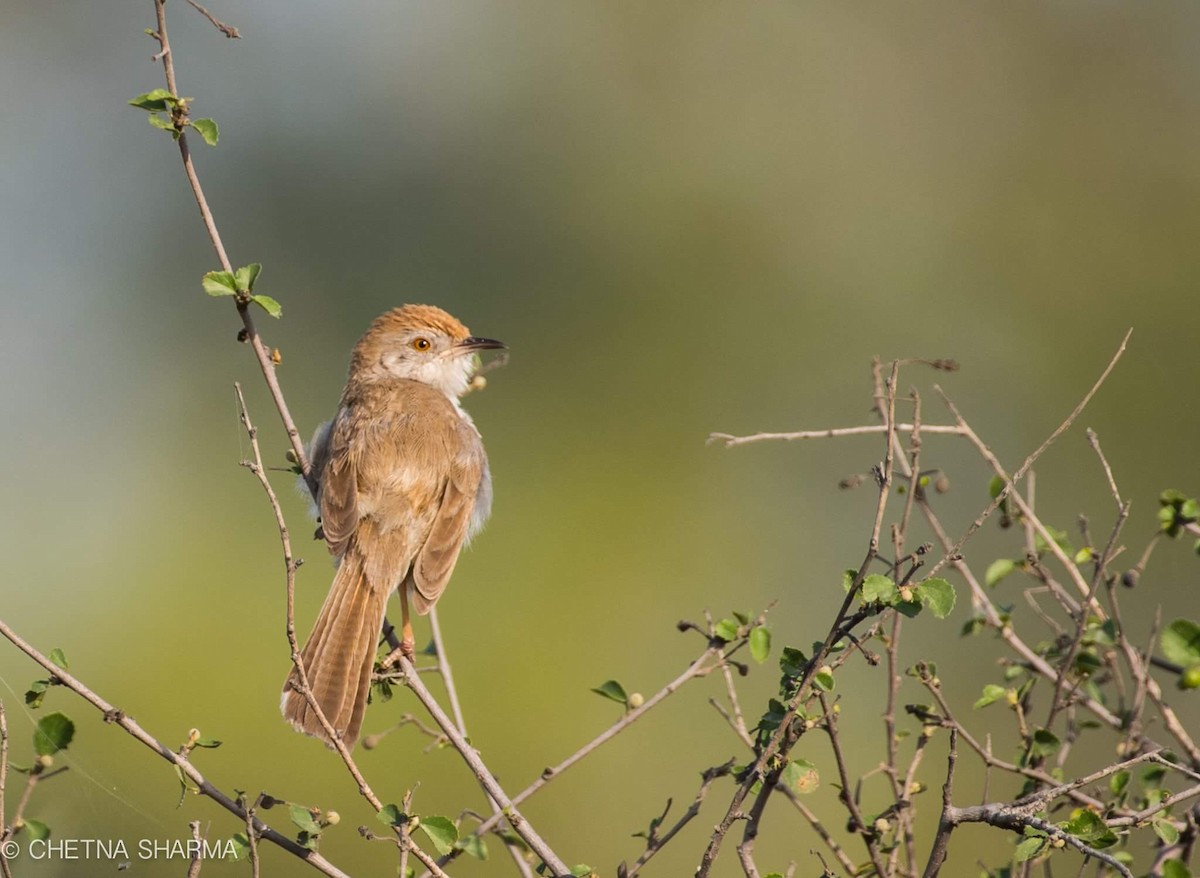 Prinia Frentirrufa - ML52910581