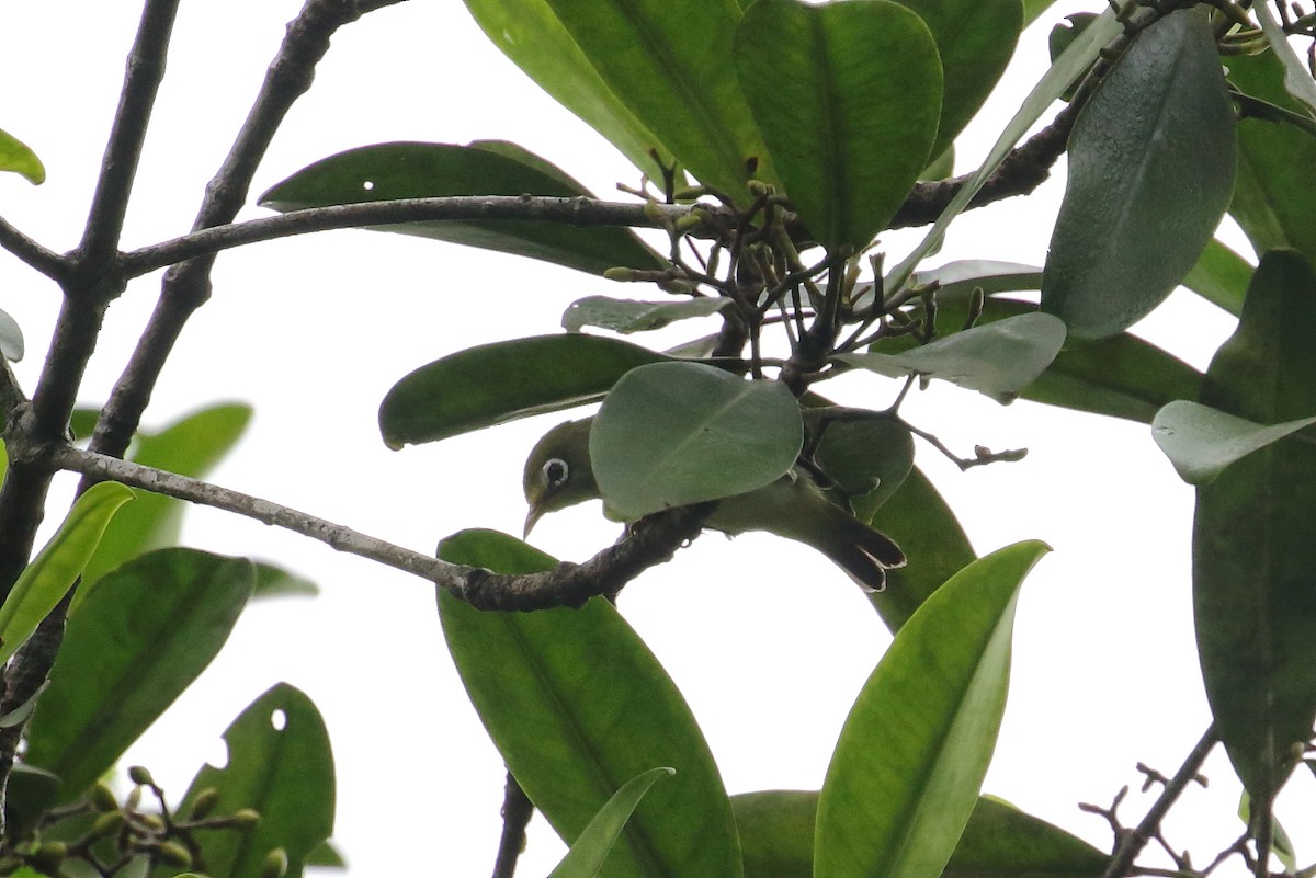 Sao Tome White-eye - ML529105991