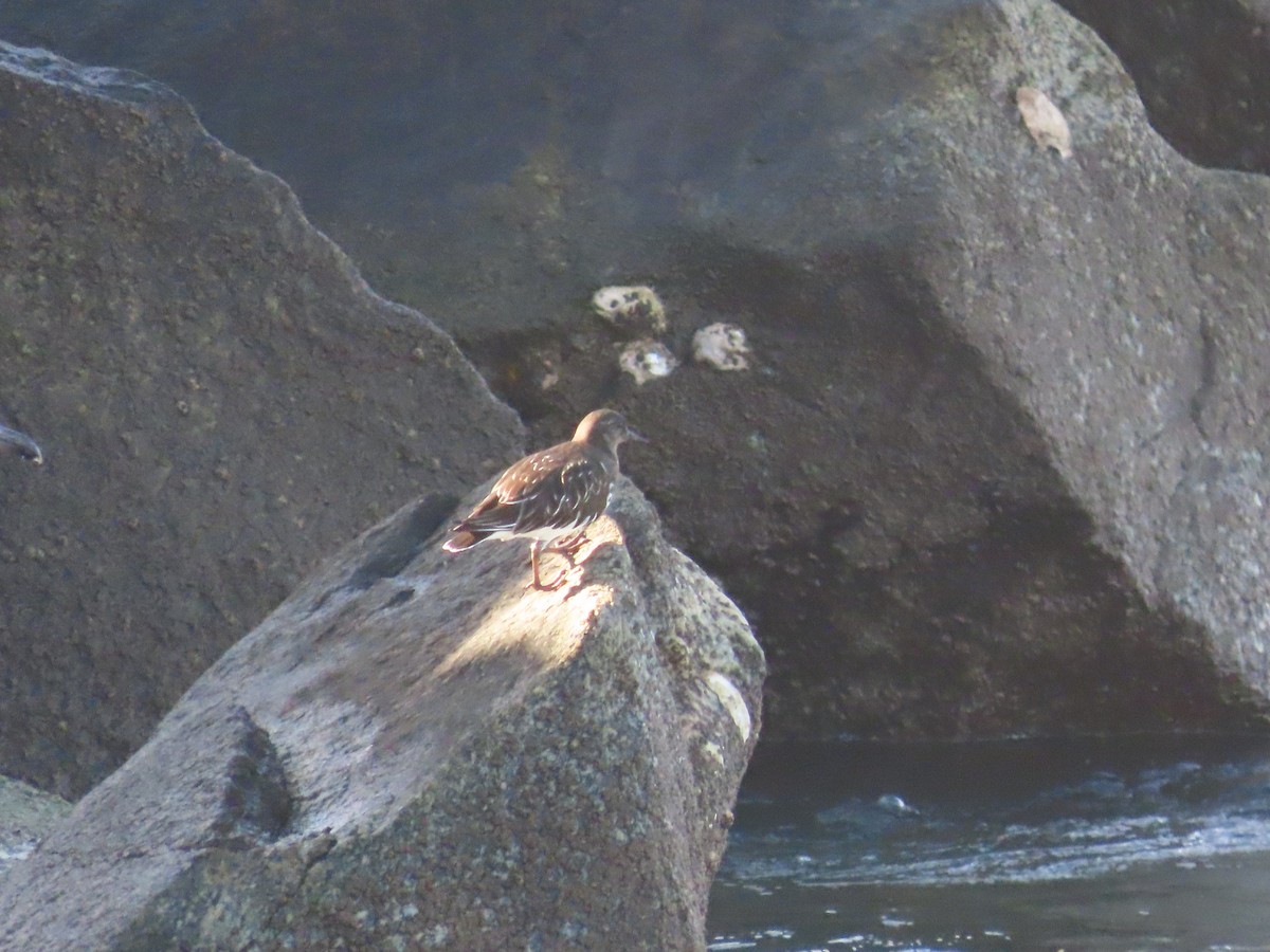 Black Turnstone - ML529106231