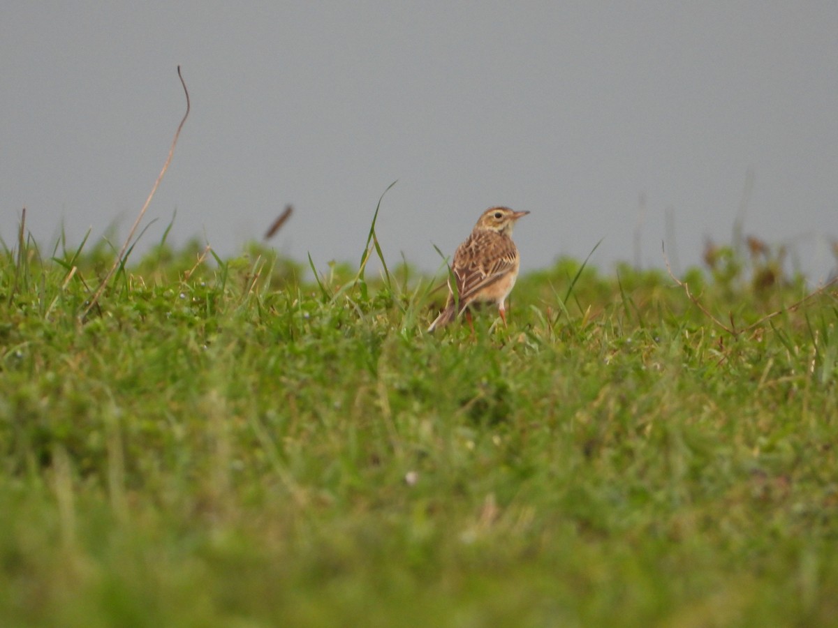 Richard's Pipit - ML529108131