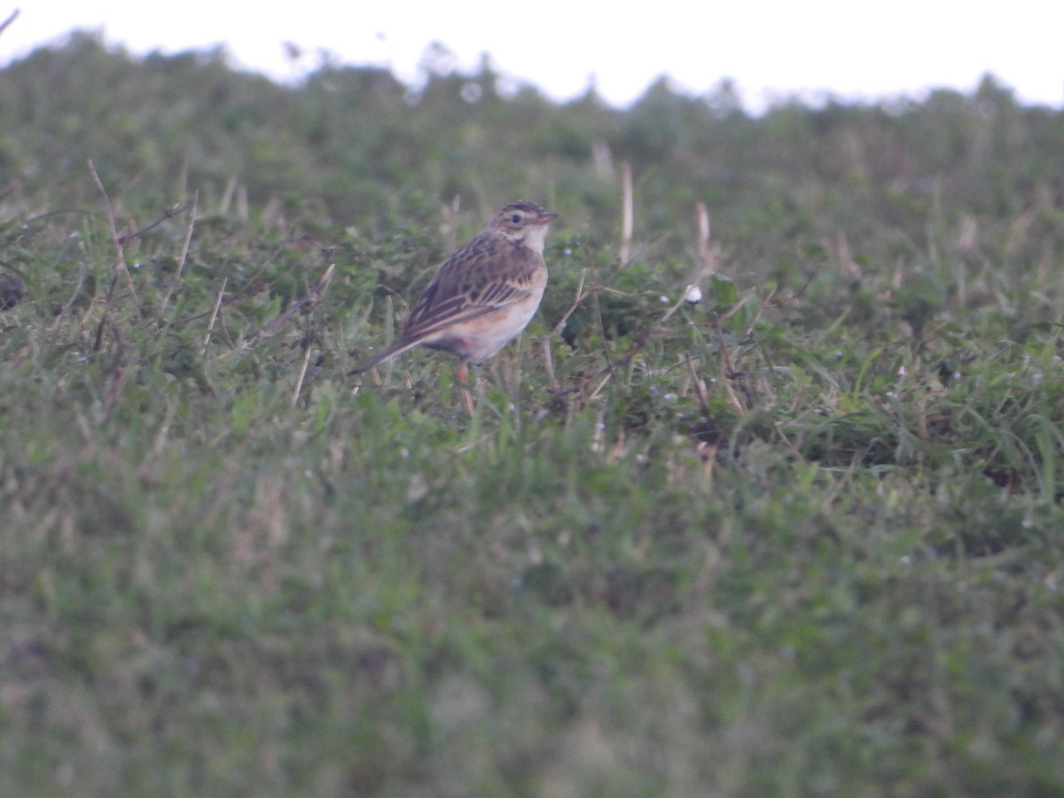 Richard's Pipit - ML529108151