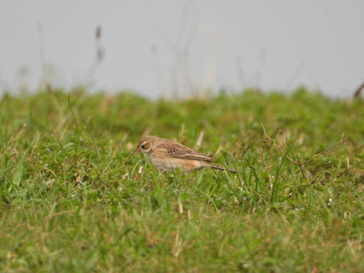 Richard's Pipit - ML529108161