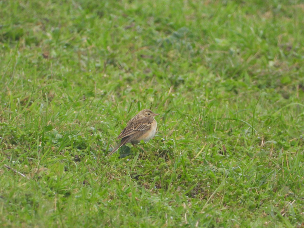 Richard's Pipit - ML529108511